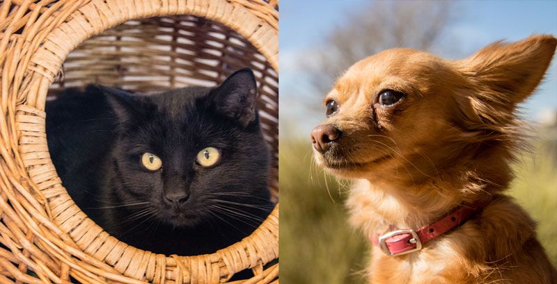 Las Cruces Pet Adoption & No Kill Shelter | Safe Haven Animal Sanctuary
